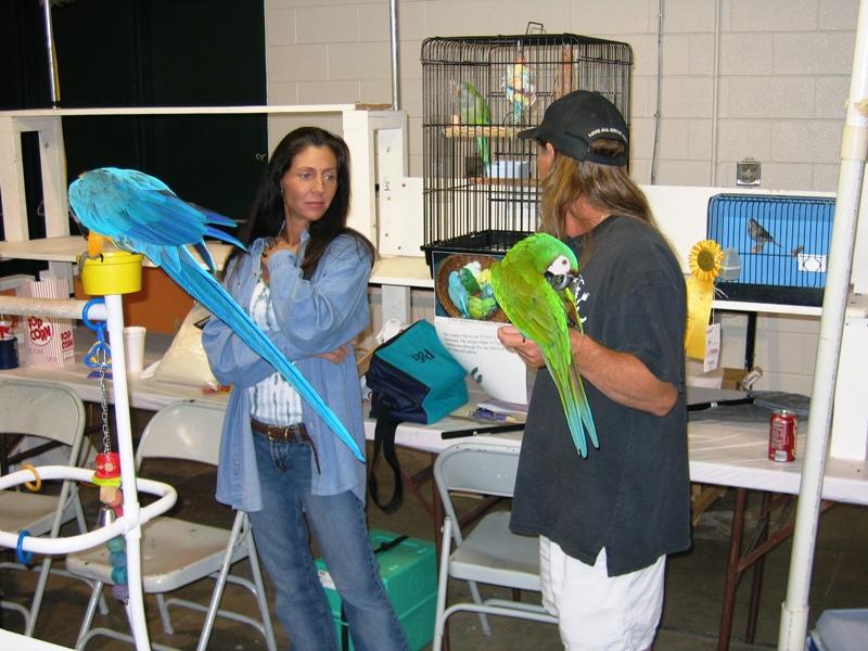 Pet Bird Display