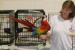 Pet Birds