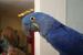 Pet Birds