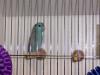 Lovebird Show_6