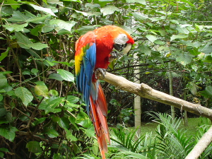 RDCBS Image