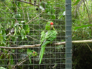 RDCBS Image