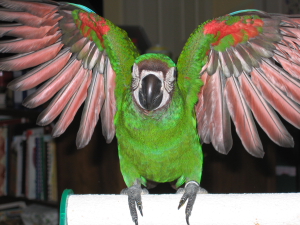 RDCBS Image
