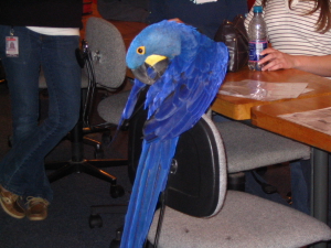 RDCBS Image