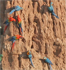 RDCBS Image