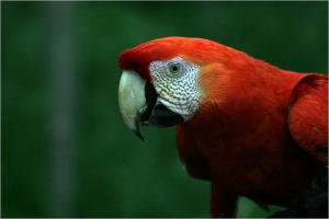 RDCBS Image