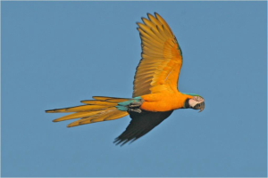 RDCBS Image